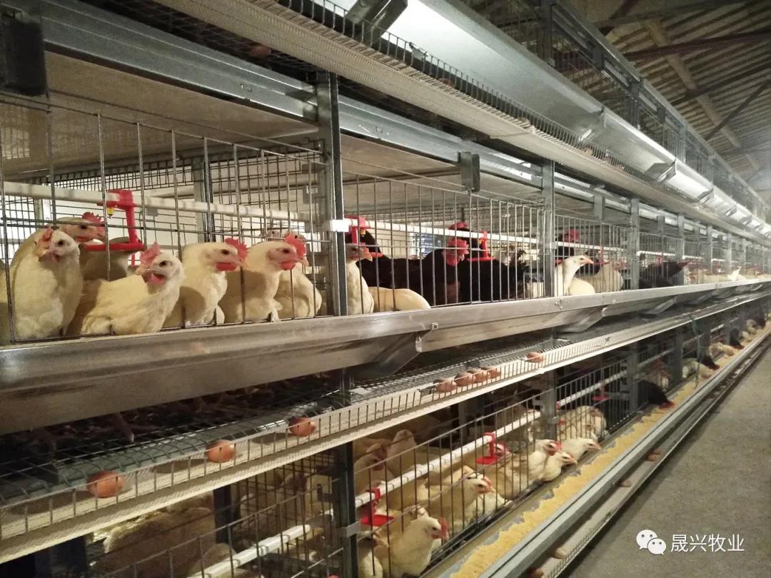 ¿Ê±|AG(AsiaGaming)ÓÅÖÊÔËÓªÉÌ