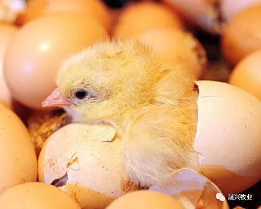 ������ֳ�豸