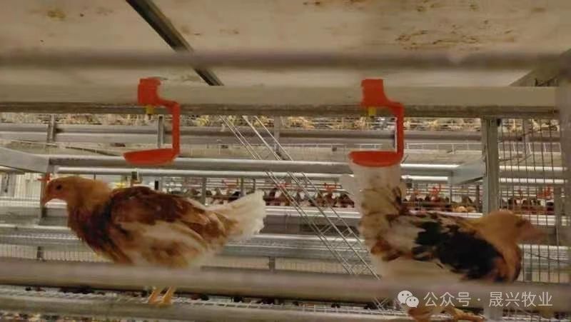 ��ʱ|AG(AsiaGaming)������Ӫ��